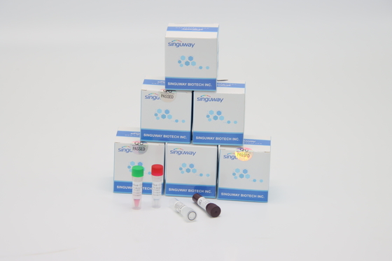 ISO9001 Hızlı Helicobacter Pylori Virüsü RT PCR Test Kiti Yüksek Doğruluk