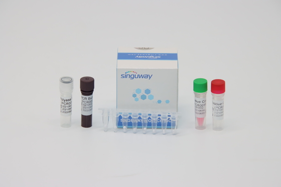 Doğru Dang Virüsü RT PCR Test Kiti Kit Başına 48 96 Test 20uL Reaksiyon Hacmi