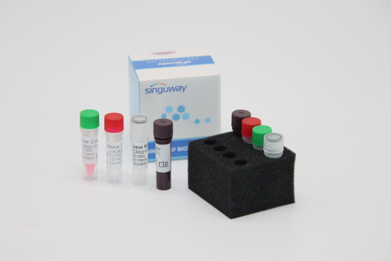 Treponema Pallidum TP Virüs Floresan RT PCR Kiti Hızlı HCV Gerçek Zamanlı PCR Kiti