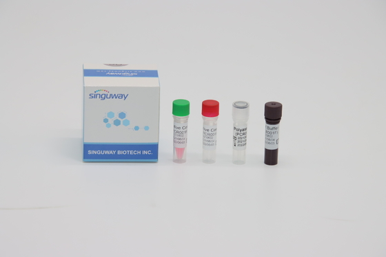 STB Virüsü RT PCR Test Kiti Floresan Problama Hızlı Nükleik Asit Test Kiti