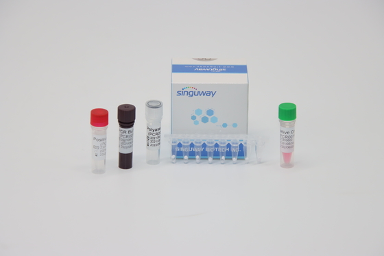 HPV 16 18 Virüs Nükleik Asit Testi RT PCR Test Kiti ISO13485