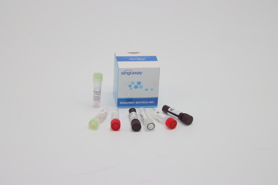 ORF1ab HPV PCR Tespit Kiti Klinik Tanı için Nükleik Asit Genetik Testi